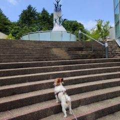 ワンコ散歩おすすめ公園1