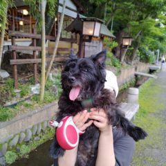 わんこ散歩　おすすめ公園4