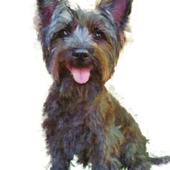 ケアーンテリアの飼い方