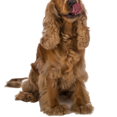 アメリカンコッカスパニエルの飼い方