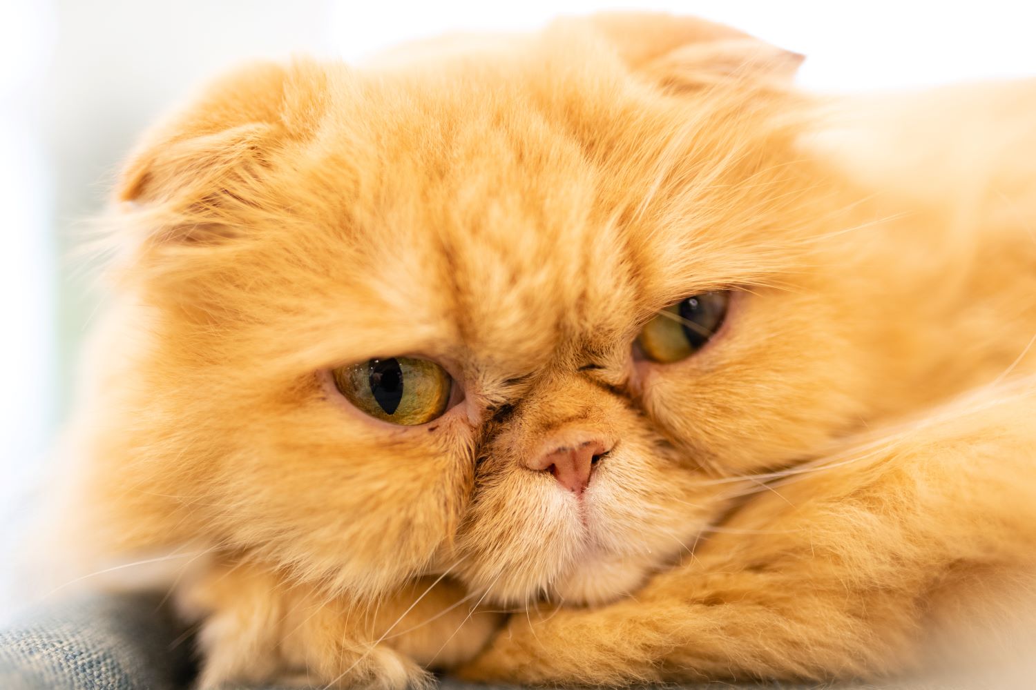 猫好き必見！】エキゾチックショートヘアの魅力と飼育方法を徹底解説