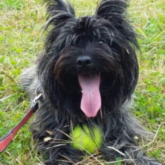 愛犬がなくなった時の対処